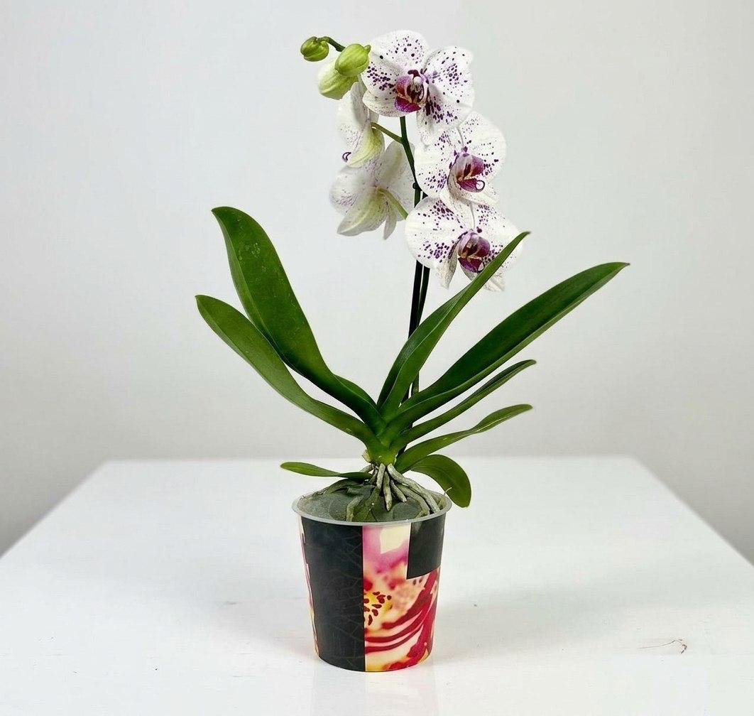Цветок в горшке «Сиреневые брызги»